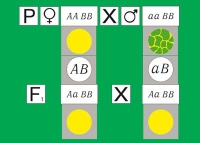 Модель-аппликация Дигибридное скрещивание. Законы Менделя. (набор из 84 карт) - «globural.ru» - Можайск