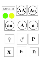 Модель-аппликация Моногибридное скрещивание и его цитологические основы - «globural.ru» - Можайск