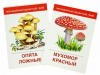 Раздаточные карточки "Грибы съедобные и не съедобные" - «globural.ru» - Можайск