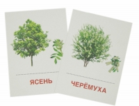Раздаточные карточки "Деревья и кустарники" - «globural.ru» - Можайск