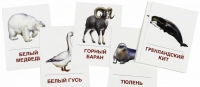 Раздаточные карточки "Животные холодных широт" - «globural.ru» - Можайск