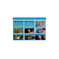 Стенд-планшет светодинамический "Изучение типических патологических процессов в организмах животных" - «globural.ru» - Можайск