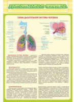 Стенд "Дыхательная система" - «globural.ru» - Можайск