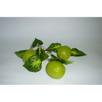 Муляж "Ветка лайма" - «globural.ru» - Можайск
