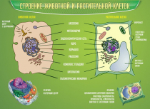 Стенд "Строение животной и растительной клеток" - «globural.ru» - Можайск