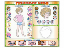 Стенд маркерный "Познаю себя" (тело, голова, органы чувств) - «globural.ru» - Можайск