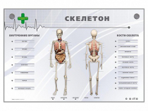 Электрифицированный стенд-тренажер "Скелетон" - «globural.ru» - Можайск