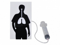 Демонстрационная модель "Эффект курения" - «globural.ru» - Можайск