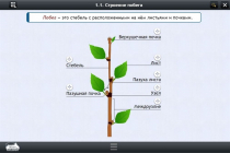 Интерактивные курсы. Биология 6 класс. Расширенный - «globural.ru» - Можайск