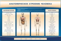 Электрифицированный стенд-тренажер c макетом скелета "Анатомическое строение человека" - «globural.ru» - Можайск