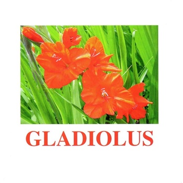 "Flowers-1" ("Цветы-1") английские карточки Домана - «globural.ru» - Можайск