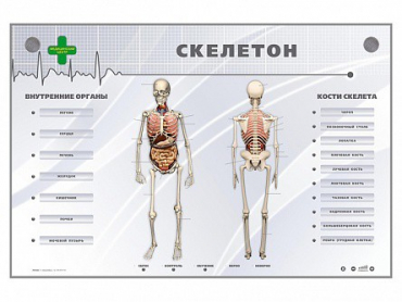 Электрифицированный стенд-тренажер "Скелетон" - «globural.ru» - Можайск