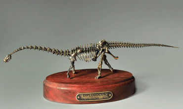 Модель скелета динозавра Diplodocus  (вариант 2) - «globural.ru» - Можайск