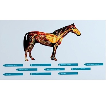 Стенд-планшет светодинамический "Изучение кровеносной системы сельскохозяйственных животных" со сменными панелями - «globural.ru» - Можайск