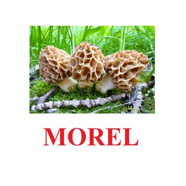 "Mushrooms" ("Грибы") английские карточки Домана - «globural.ru» - Можайск