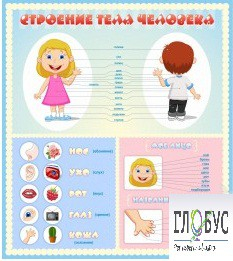 Стенд "Строение человека" для детей - «globural.ru» - Можайск