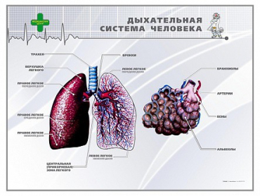 Стенд "Дыхательная система человека" - «globural.ru» - Можайск