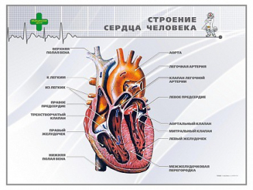 Стенд "Строение сердца человека" - «globural.ru» - Можайск