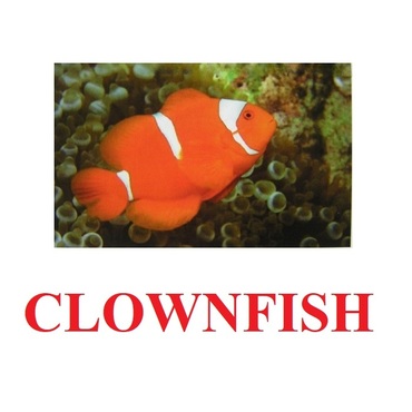 "Fish" ("Рыбы") английские карточки Домана - «globural.ru» - Можайск