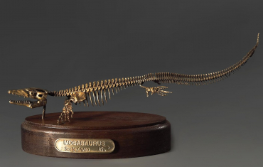 Модель скелета мозазавра Mosasaurus - «globural.ru» - Можайск